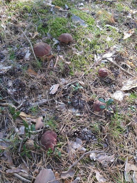 Фото «Вывозят вёдрами»: новосибирцы хвастаются богатым урожаем грибов 12